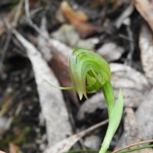 Pterostylis nutans at Paddys River, ACT - suppressed