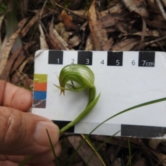 Pterostylis nutans at Paddys River, ACT - suppressed