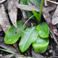 Pterostylis nutans at Paddys River, ACT - 12 Oct 2022