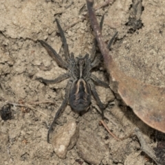 Tasmanicosa sp. (genus) (Tasmanicosa wolf spider) at Wamboin, NSW - 4 Oct 2022 by AlisonMilton