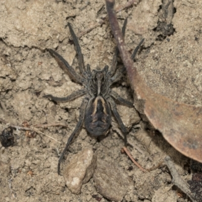 Tasmanicosa sp. (genus) (Unidentified Tasmanicosa wolf spider) at QPRC LGA - 4 Oct 2022 by AlisonMilton