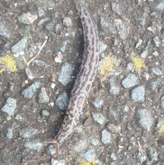 Limax maximus (Leopard Slug, Great Grey Slug) at Turner, ACT - 6 Oct 2022 by LD12