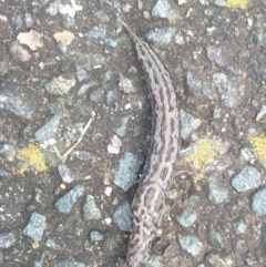 Limax maximus at Turner, ACT - 6 Oct 2022