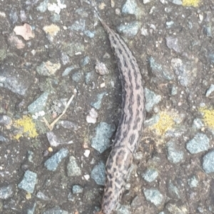 Limax maximus at Turner, ACT - 6 Oct 2022