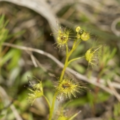 Drosera (genus) (A Sundew) at Wamboin, NSW - 4 Oct 2022 by AlisonMilton