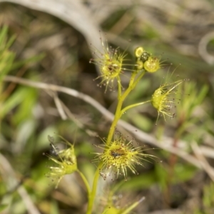 Drosera sp. at Wamboin, NSW - 4 Oct 2022