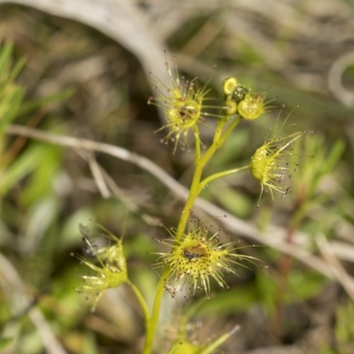 Drosera (genus) (A Sundew) at Wamboin, NSW - 4 Oct 2022 by AlisonMilton
