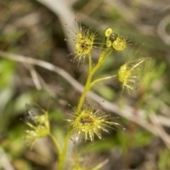 Drosera sp. at Wamboin, NSW - 4 Oct 2022