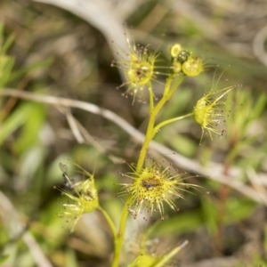 Drosera sp. at Wamboin, NSW - 4 Oct 2022