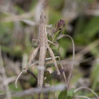 Keyacris scurra (Key's Matchstick Grasshopper) at QPRC LGA - 4 Oct 2022 by AlisonMilton