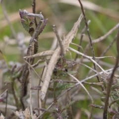 Keyacris scurra at Wamboin, NSW - 4 Oct 2022