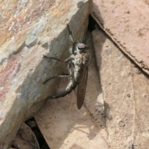 Cerdistus sp. (genus) at Yass River, NSW - 13 Oct 2022