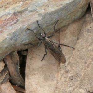 Cerdistus sp. (genus) at Yass River, NSW - 13 Oct 2022