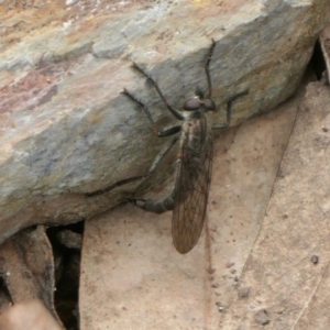 Cerdistus sp. (genus) at Yass River, NSW - 13 Oct 2022