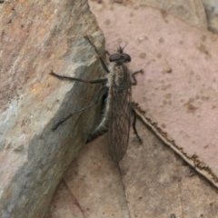 Cerdistus sp. (genus) at Yass River, NSW - 13 Oct 2022 02:39 PM