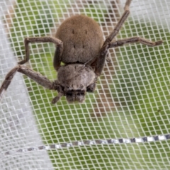Isopeda (genus) (Huntsman Spider) at Higgins, ACT - 4 Oct 2022 by AlisonMilton