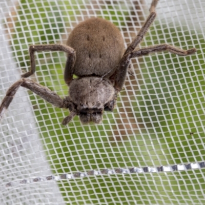Isopeda (genus) (Huntsman Spider) at Higgins, ACT - 4 Oct 2022 by AlisonMilton