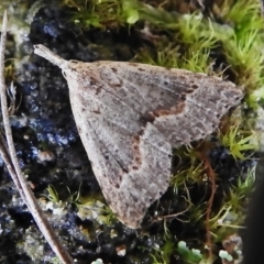 Trigonistis asthenopa (Tiny Snout) at Paddys River, ACT - 12 Oct 2022 by JohnBundock