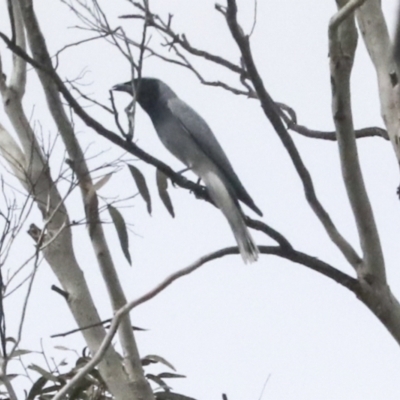 Coracina novaehollandiae (Black-faced Cuckooshrike) at Wamboin, NSW - 4 Oct 2022 by AlisonMilton