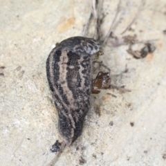 Limax maximus (Leopard Slug, Great Grey Slug) at QPRC LGA - 4 Oct 2022 by AlisonMilton