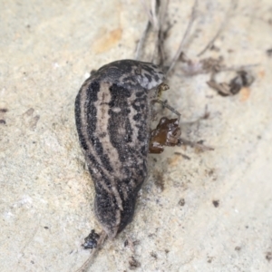 Limax maximus at Wamboin, NSW - 4 Oct 2022