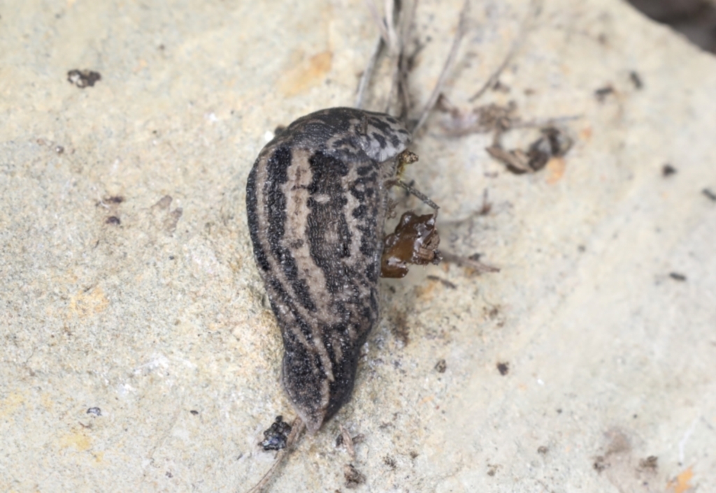 Limax maximus at suppressed - 4 Oct 2022