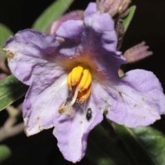 Aethina sp. (genus) (Sap beetle) at ANBG - 12 Oct 2022 by TimL