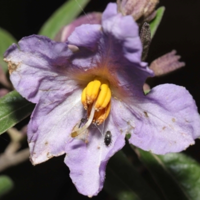 Aethina sp. (genus) (Sap beetle) at ANBG - 12 Oct 2022 by TimL