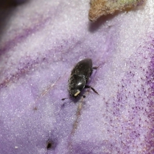 Aethina sp. (genus) at Acton, ACT - 12 Oct 2022