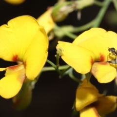 Empididae sp. (family) at ANBG - 12 Oct 2022 by TimL