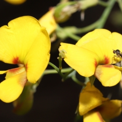 Empididae sp. (family) at ANBG - 12 Oct 2022 by TimL