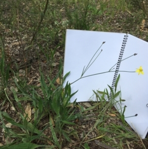 Tricoryne elatior at Yarralumla, ACT - 7 Nov 2021