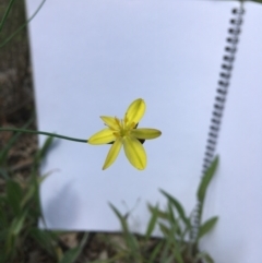 Tricoryne elatior at Yarralumla, ACT - 7 Nov 2021