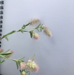 Trifolium arvense (Haresfoot Clover) at Yarralumla, ACT - 7 Nov 2021 by grakymhirth@tpg.com
