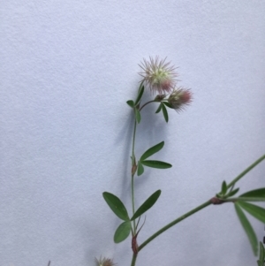 Trifolium arvense at Yarralumla, ACT - 7 Nov 2021