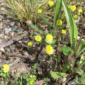 Trifolium campestre at Yarralumla, ACT - 7 Nov 2021