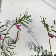 Vicia sativa (Common Vetch) at Yarralumla, ACT - 7 Nov 2021 by grakymhirth@tpg.com