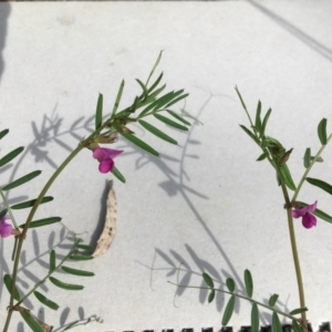 Vicia sativa at Yarralumla, ACT - 7 Nov 2021