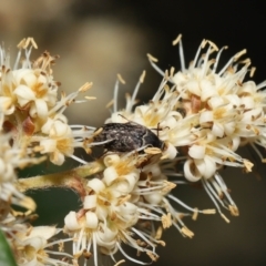 Ptilophorus sp. (genus) (Wedge-shaped beetle) at ANBG - 11 Oct 2022 by TimL