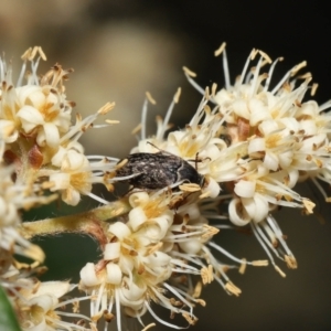 Ptilophorus sp. (genus) at Acton, ACT - 12 Oct 2022