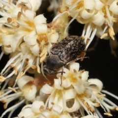 Ptilophorus sp. (genus) at Acton, ACT - 12 Oct 2022