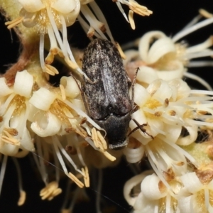 Ptilophorus sp. (genus) at Acton, ACT - 12 Oct 2022