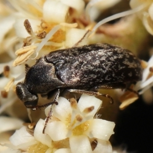 Ptilophorus sp. (genus) at Acton, ACT - 12 Oct 2022