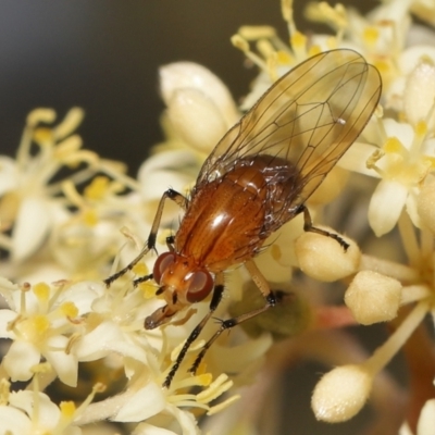 Lauxaniidae (family) (Unidentified lauxaniid fly) at ANBG - 11 Oct 2022 by TimL