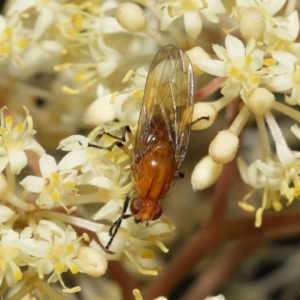 Lauxaniidae (family) at Acton, ACT - 12 Oct 2022