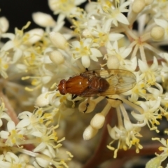 Lauxaniidae (family) at Acton, ACT - 12 Oct 2022