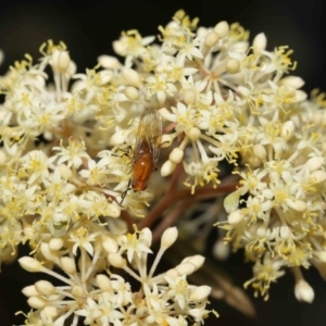 Lauxaniidae (family) at Acton, ACT - 12 Oct 2022