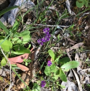 Thysanotus patersonii at Yarralumla, ACT - 9 Oct 2021