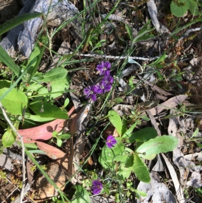 Thysanotus patersonii (Twining Fringe Lily) at Yarralumla, ACT - 8 Oct 2021 by grakymhirth@tpg.com