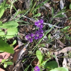 Thysanotus patersonii at Yarralumla, ACT - 9 Oct 2021